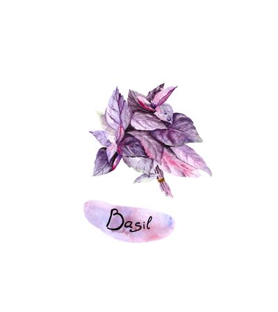 A bunch of fresh Basil isolated on a white background. Watercolor drawing of fresh seasoning for the design of illustrations on the theme of cuisine and cooking.の写真素材