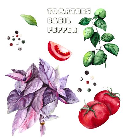 A collection of fresh salad ingredients: Basil - purple and green, red ripe tomatoes and allspice on a white background.の写真素材