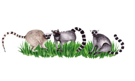 Watercolor illustration of a family of lemurs on green grass, isolated on a white background.の写真素材