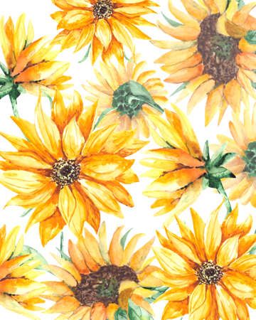 Watercolor background with bright sunflowers and green leaves on a white background.の写真素材