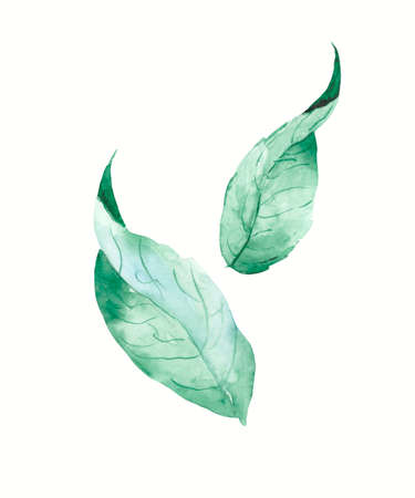 Green leaves on a white background. Watercolor drawing for the design of botanical illustrations.の写真素材