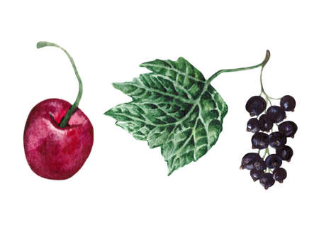 Juicy black currant and cherry berries isolated on a white background. Watercolor drawing for decoration and design on the theme of nature, food and vitamins.の写真素材