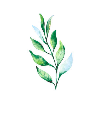 Watercolor drawing of a green branch isolated on a white background.の写真素材