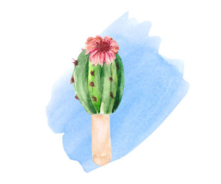 Flowering cactus on a stick isolated on a white background. Watercolor original drawing for office design, textiles and botanical illustrations.の写真素材