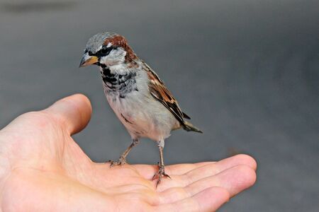 Bird sits on handの写真素材