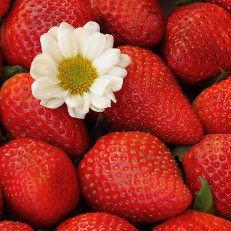 red strawberry square background macro close upの写真素材