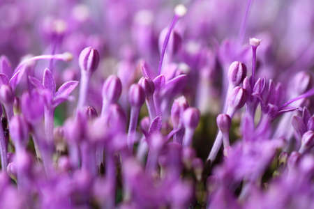 Macro image of spring  violet flowers, abstract soft floral backgroundの写真素材