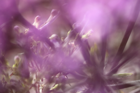 Macro image of spring  violet flowers, abstract soft floral backgroundの写真素材