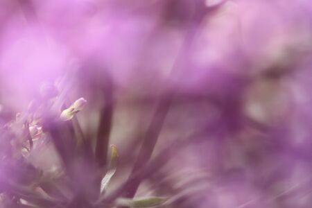 Macro image of spring  violet flowers, abstract soft floral backgroundの写真素材