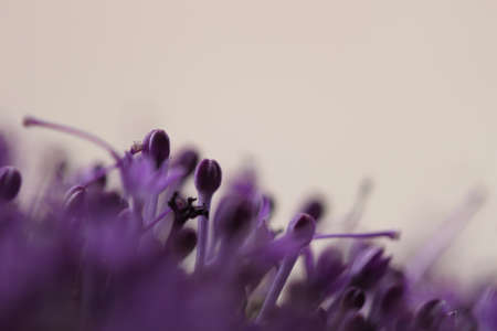 Macro image of spring  violet flowers, abstract soft floral backgroundの写真素材