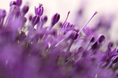 Macro image of spring  violet flowers, abstract soft floral backgroundの写真素材
