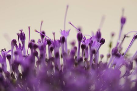 Macro image of spring  violet flowers, abstract soft floral backgroundの写真素材