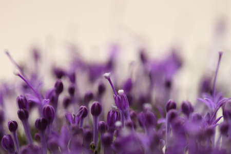 Macro image of spring  violet flowers, abstract soft floral background