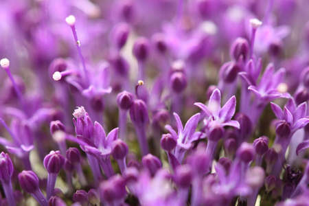 Beautiful  nature background with violet flowers  in soft focus.の写真素材