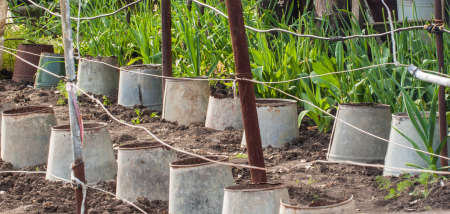 Rusty leaky bucket protect young seedlings in the village gardenの写真素材