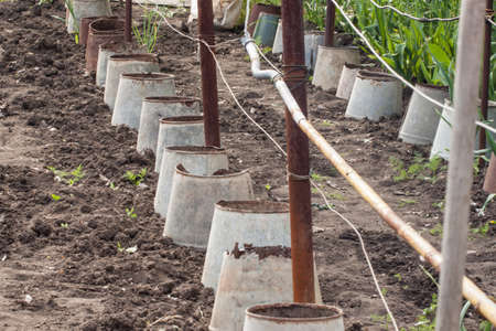 Rusty leaky bucket protect young seedlings in the village gardenの写真素材