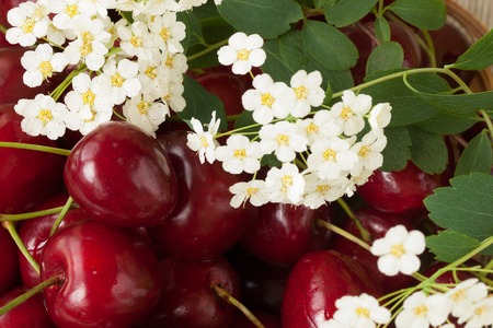 Heap of shiny fresh cherry berries with water drops and white garden flowers close-up.の写真素材