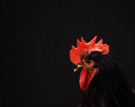 Portrait of majestic rooster on a black background - symbol of 2017の写真素材
