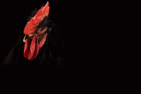 Black background with a symbol of 2017 - beautiful Rooster with red combの写真素材