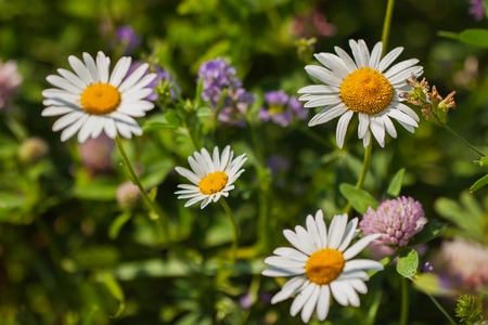 Blooming wild daisies against green of summer, nature backgroundの写真素材