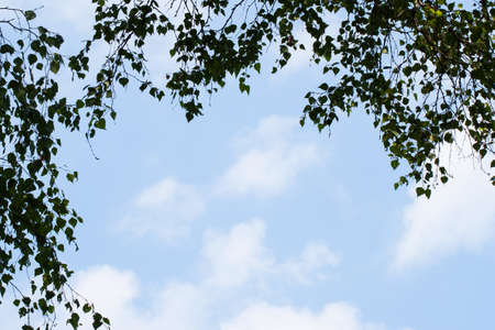 Natural green leaves and branches on background of blue sky. With your place for the textの写真素材