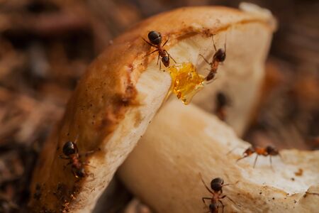 Ants - the most evolutionarily advanced family of insects in terms of ethology, ecology and physiology.の写真素材