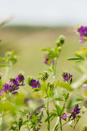 Purple wildflowers and fresh grass. Sunny day. Conception fragility, environmental insecurityの写真素材