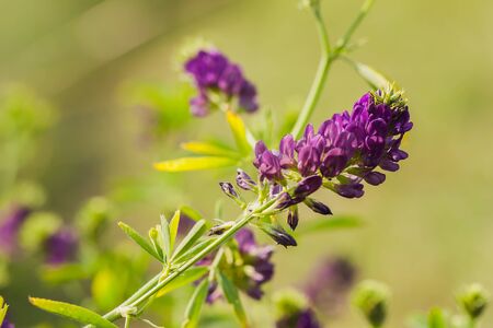 Lilac wildflowers and fresh grass closeup. Sunny day. Conception fragility, environmental insecurityの写真素材