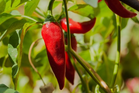Organic chili pepper plants growing red hot peppers in a vegetable garden on a sunny dayの写真素材