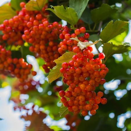 Nature concept - rich harvest of viburnum in autumn time. Seasonal autumn concept.の写真素材
