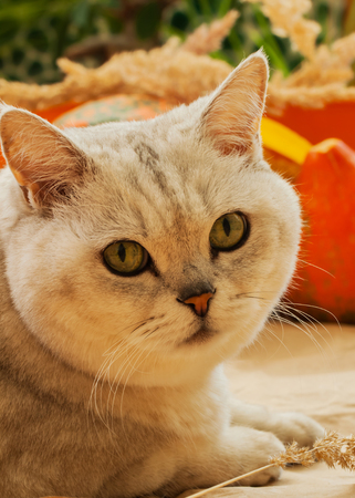 Cute cat and pumpkin. Thanksgiving Day, family holiday, Halloween . Sunny photo, vibrant autumn background, Autumn nature concept.の写真素材