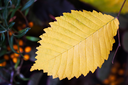 Autumn background with yellow leaf, selective focus. Place for your text, for background use.