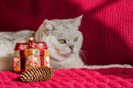 Adult white cat with a red knitted background with Christmas decorations and pine cones. With place for your textの写真素材