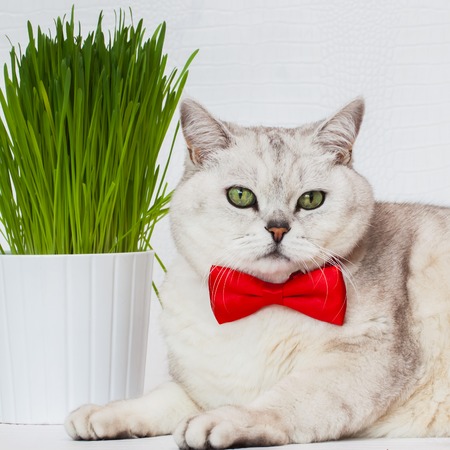 Portrait of an adult white cat with beautiful green eyes and red bowtie on a white background with green grass, squareの写真素材