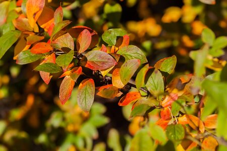 Colorful autumn branch of bush on a sunny day