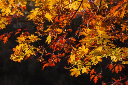 Colorful autumn branches against a dark background