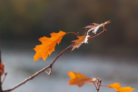 Oak branch with last autumn leaves beautiful bright color