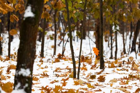 First snowfall in urban park in autumn day. First snow on trees and yellow leaf. Change of season from fall to winter.の写真素材