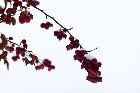 Snow on the wild red apples in winter park. Macro image, selective focus. With place for your text,...