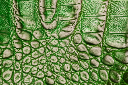 Texture of genuine leather close-up, embossed under the skin of a green crocodile, backgroundの写真素材