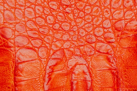 Texture of genuine leather close-up, embossed under the skin of a red-orange crocodile, background