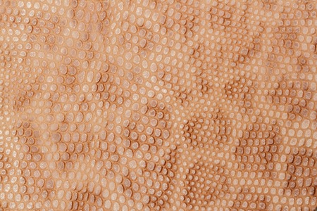 Spotted skin close up background, light brown color leopard skin imitationの写真素材
