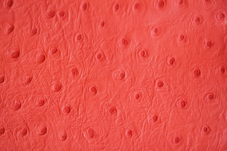 Texture of genuine Ostrich Stamped leather close-up, fashion, exotic backgroundの写真素材