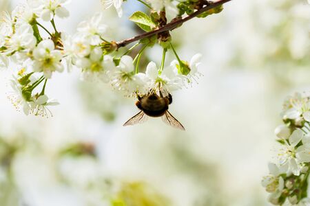 Branches of a white flowering cherry against the blue sky. Bumblebee on flower. Concept of beautiful nature spring background. Seasons, gardening, admiring flowersの写真素材