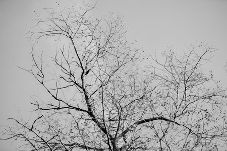 Tree branches silhouette against clear sky. Black and white background. Abstract symbol concept. With place for your text, for modern wallpaper or banner designの写真素材
