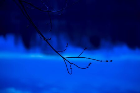 Dark silhouette of tree branches with swollen buds on the river background and reflecting the forest there. Early spring, blue twilight on the riverの写真素材