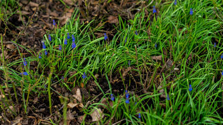 Natural spring green background. Spring grass and small muscari hyacinth blooming on a green meadow in garden, park, selective focus. Concept of spring, seasons.の写真素材