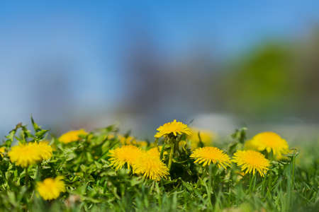 In the foreground, bright yellow young dandelions. Blurred park outdoor with nature green, sun light copy space abstract natural backgroundの写真素材