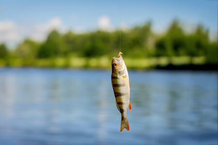 Bright beautiful caught fish of perch, hanging on hook with bait on background of natural landscape of water, sky, forests. Copy Space. Lots of place for text aroundの写真素材