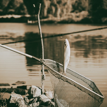 Vintage toned caught fish, Pelecus cultratus, sabre carp, sabrefish, over fishing net, fishing...